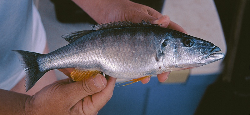 Rhamphochromis ferox 'South East Arm'